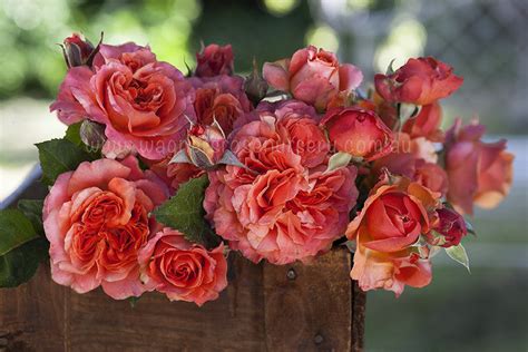 Tuscan Sun Wagners Rose Nursery
