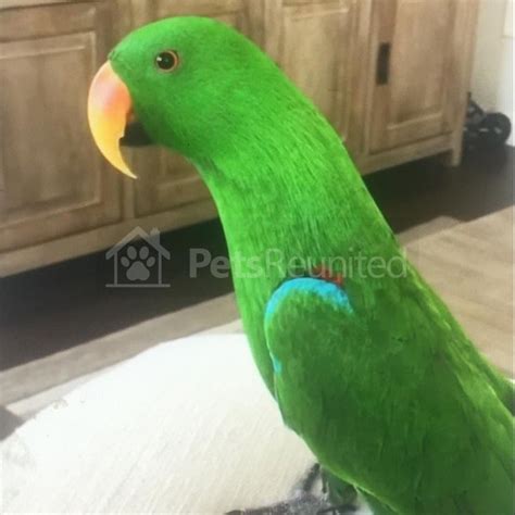lost parrot green and red with blue eclectus parrot called ian woolwich area greenwich
