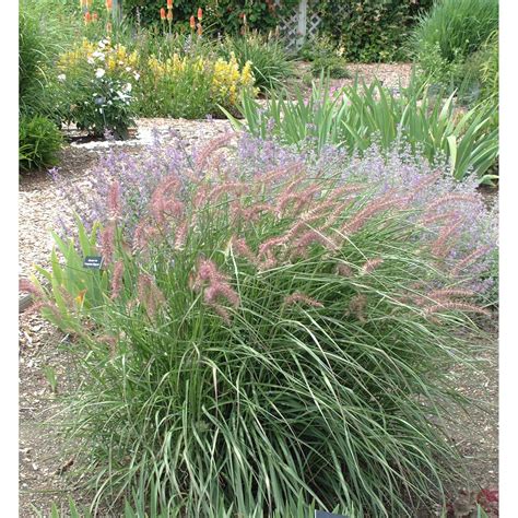 As low as $14.65 sale $10.99. Grass Karley Rose Oriental Fountain | Ornamental grasses ...