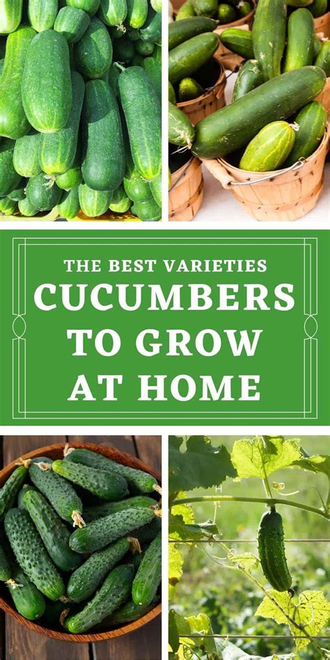 The Best Types Of Cucumbers To Grow At Home Pickling Fresh Eating