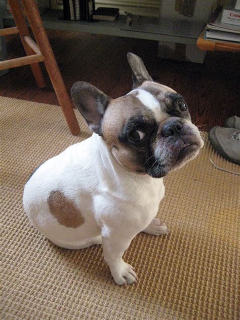 The old adage of 1 human year = 7 dog the life expectancy of your french bulldog does depend on its health, and any animal can succumb to a number of unpleasant and unwanted conditions. French Bulldogs and brain tumors: Bosco's Story Pt II ...