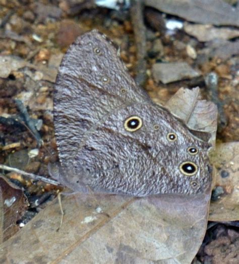 Oriental Common Evening Brown Wet Season Form Project Noah