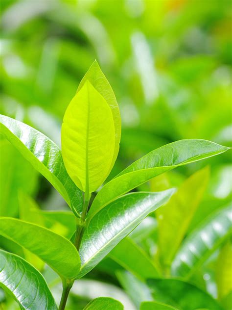 Real Green Tea Plant Camellia Sinensis