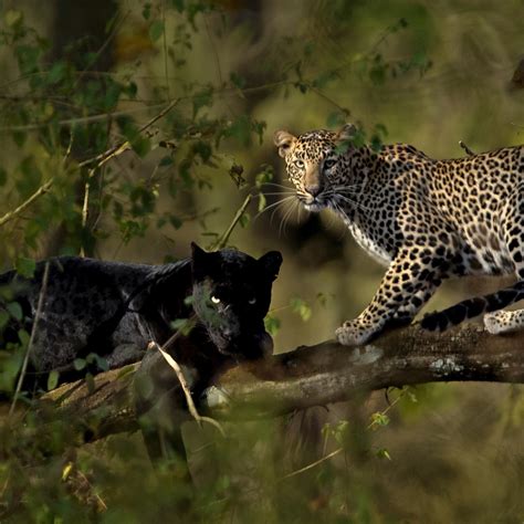 Leopard And Black Panther Couple Caught On Film After 6 Day Wait