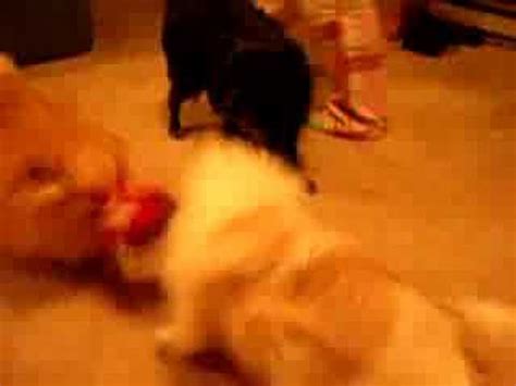 Pomeranians VS Pekingese YouTube