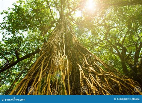 Big Tree With Hanging Prop Roots Stock Photo Image Of Bright Aerial