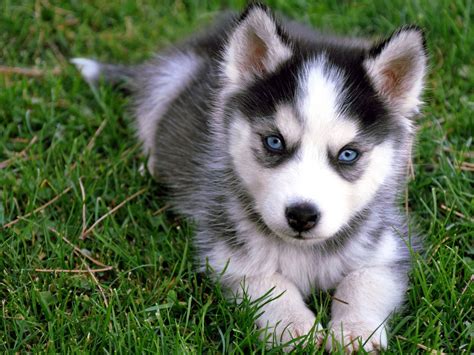 Download Cute Siberian Husky Puppy Sitting On Grass Puppies Wallpaper