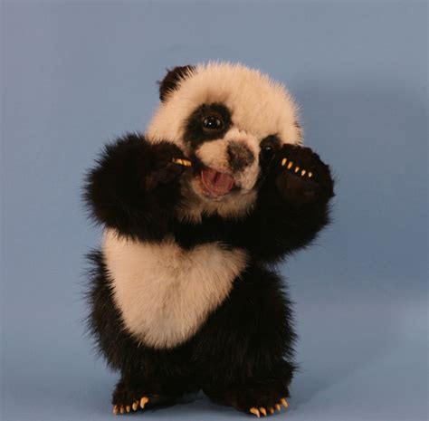 Cute Baby Panda Bears Bing Images Awe Too Cute Pinterest