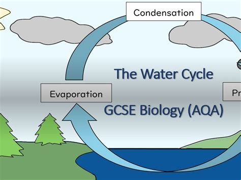 The Water Cycle Gcse Biology Aqa Teaching Resources