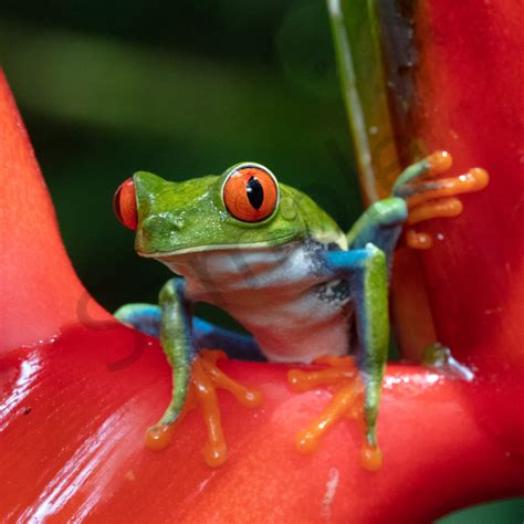Red Eyed Tree Frog 12 Photography Art John Martell Photography