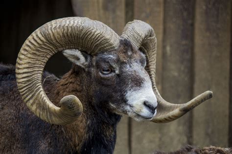 European Mouflon — Weasyl