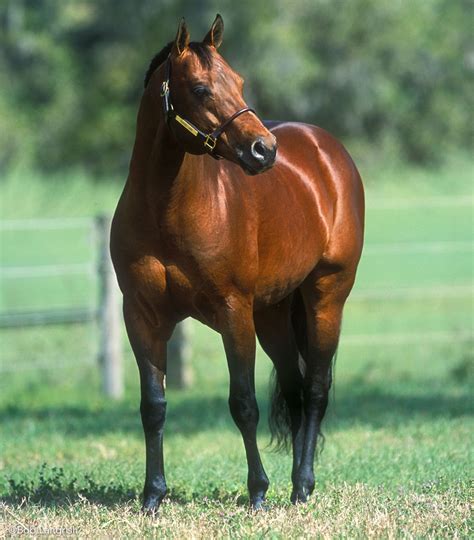 Maybe you would like to learn more about one of these? The American Quarter Horse Is Declared the Official Horse ...