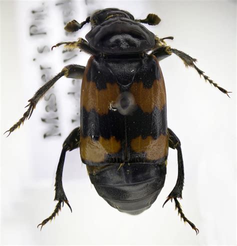 Nicrophorus Vespillo 1 Photomicrograph Of A Specimen From Flickr