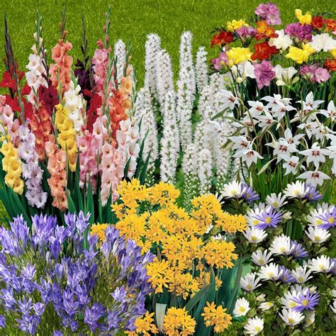 Buy The Complete Summer Flowering Bulb Collection Online At Cherry Lane