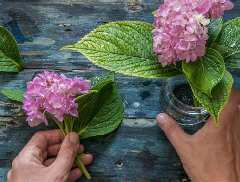 How To Dry Hydrangea Flowers For Charming Home Décor Backyard Boss