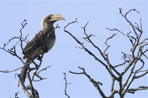 Pale Billed Hornbill Holmen Birding Safaris