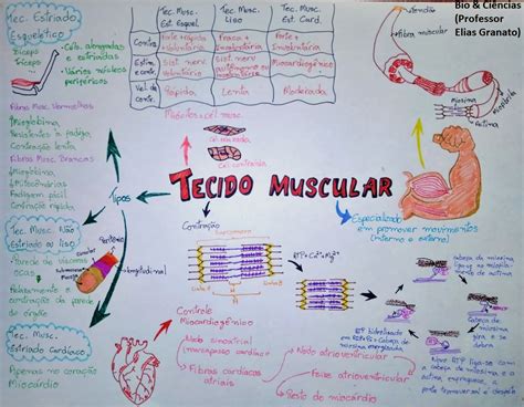 Mapa Mental Sobre Tecido Muscular Study Maps