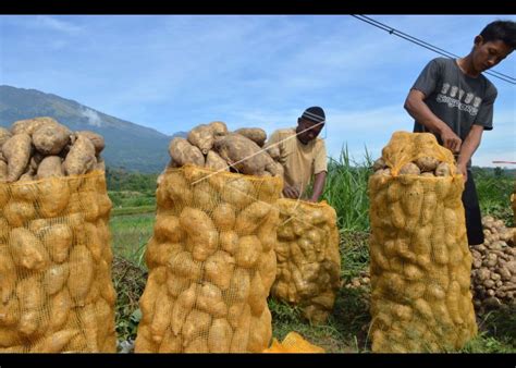 Panen Ubi Jalar Antara Foto