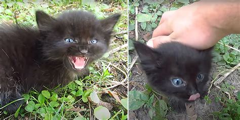 Baby Black Kitten Mews In Distress And Melts Hearts Everywhere