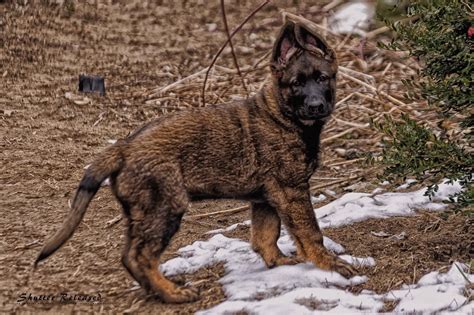 wolf clan kennel german shepherd dog breeder london canada