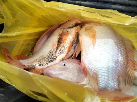 Jabatan Perikanan Nafi Dakwaan Ikan Tilapia Tidak Selamat Dimakan Selangorkini