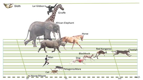 However, if a horse races a camel in the sand in a sand storm. Mammal's Locomotion-2nd version