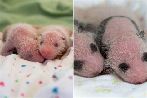 Mama Panda Was Captivated By Her Newborn Baby But Carers Were Shocked