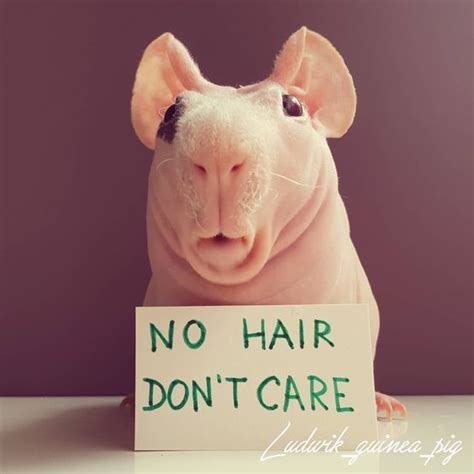 Reasons To Love A Skinny Pig How To Care For Your Hairless Cavy