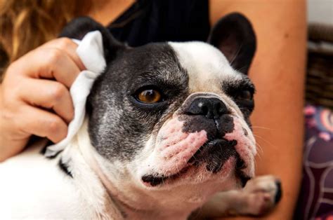 A White Spot On Dogs Nose Requires Shampoo And A Hose