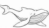 Ballenas Whales Humpback Ausmalen Wal Wale Netart Oh Blauwal Vorlagen Bastelarbeiten Nadel Stempel Faden sketch template