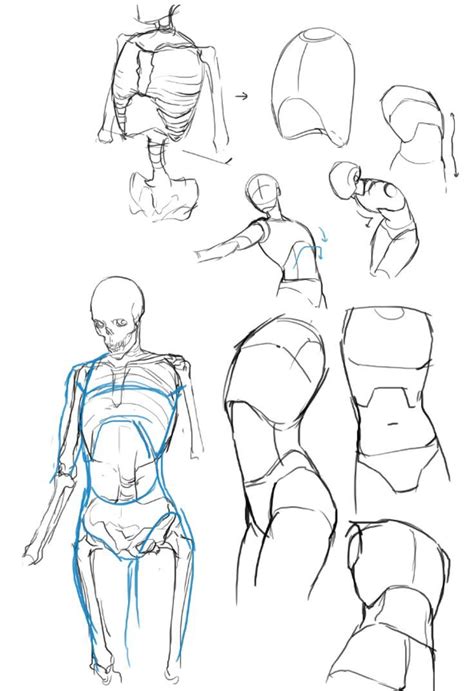 Anatomy Torso Body Drawing People 2019 Art Reference Drawin Human