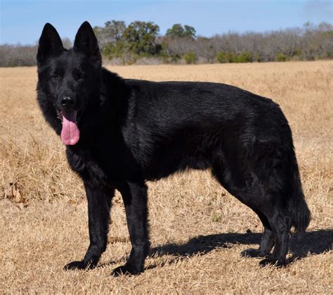 How not total black German Shepherd pups can born from two ...