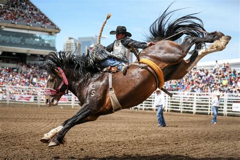 The Facts About Flank Straps Blog Bronc Riding Rodeo Horses Rodeo