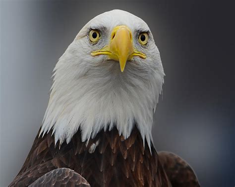 Eagle Protrait From Front Close Photograph By Sasse Photo