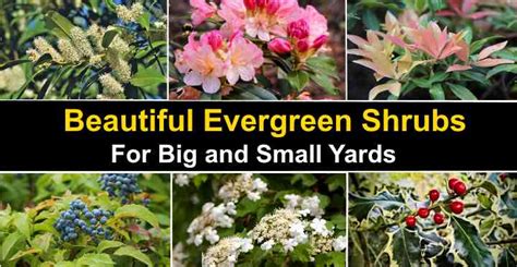 21 Evergreen Shrubs With Pictures For Front Or Backyard