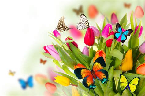 Spring Butterflies Wallpaper Wallpapersafari