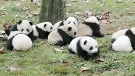 Video Adorable Pandas Roll And Play While Learning In China Abc7 San