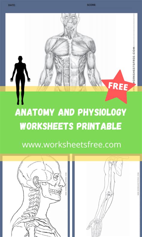 Anatomy And Physiology Worksheets Free