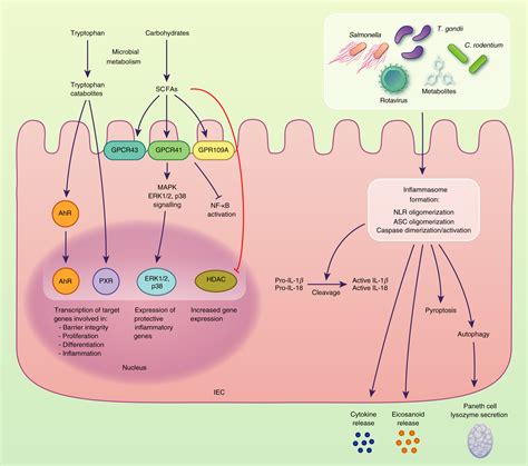 Intestinal Epithelial Cells At The Interface Of The Microbiota And