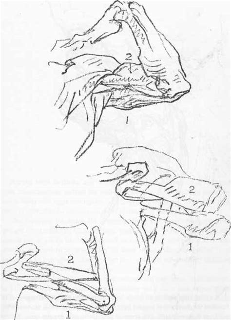 The Armpit Anatomical Drawings Joshua Nava Arts