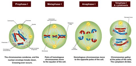 Meiosis Definition Purpose Stages Applications With Diagram