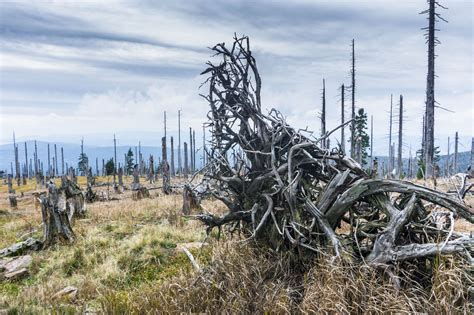 Vielleicht ist gerade deshalb der große rachel (1.453 m) mit seinem sagenumwobenen rachelsee schon immer ein beliebtes ausflugsziel für viele naturfreunde. Wanderung auf den Rachel von Gfäll über Waldschmidthaus ...