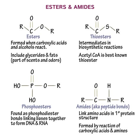 Biochemistry Glossary Esters And Amides Draw It To Know It