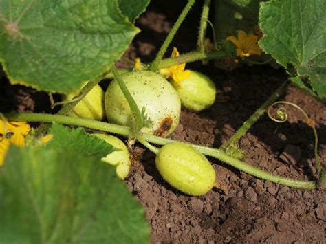 What Is A Lemon Cucumber Tips For Growing Lemon Cucumbers