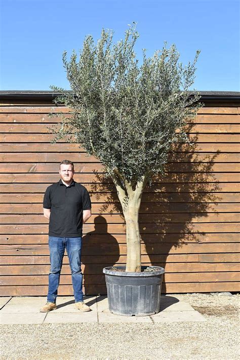 Tall Multi Stem Olive Tree No 539 Olive Grove Oundle