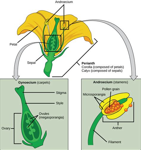 Coloring Page Parts Of Plant Morphology Of Flowering Plant With Root