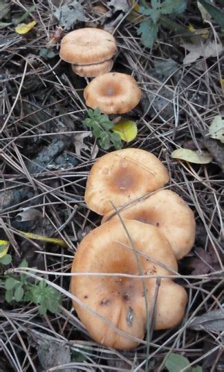 February Forage Tawny Funnel The Mushroom Diary Uk Wild Mushroom