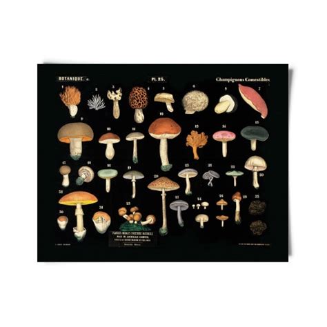 Vintage Botanical French Mushroom Print W Optional Frame Etsy