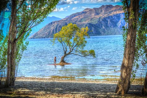 Lake Wanaka Tree One Of New Zealands Most Photographed Spots