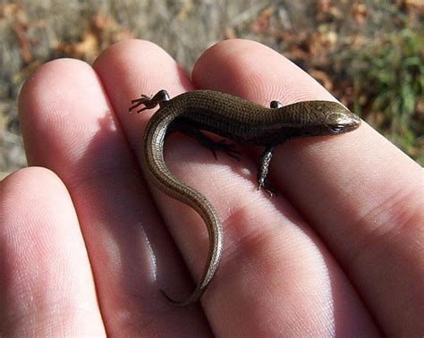 Northern Alligator Lizard Facts And Pictures